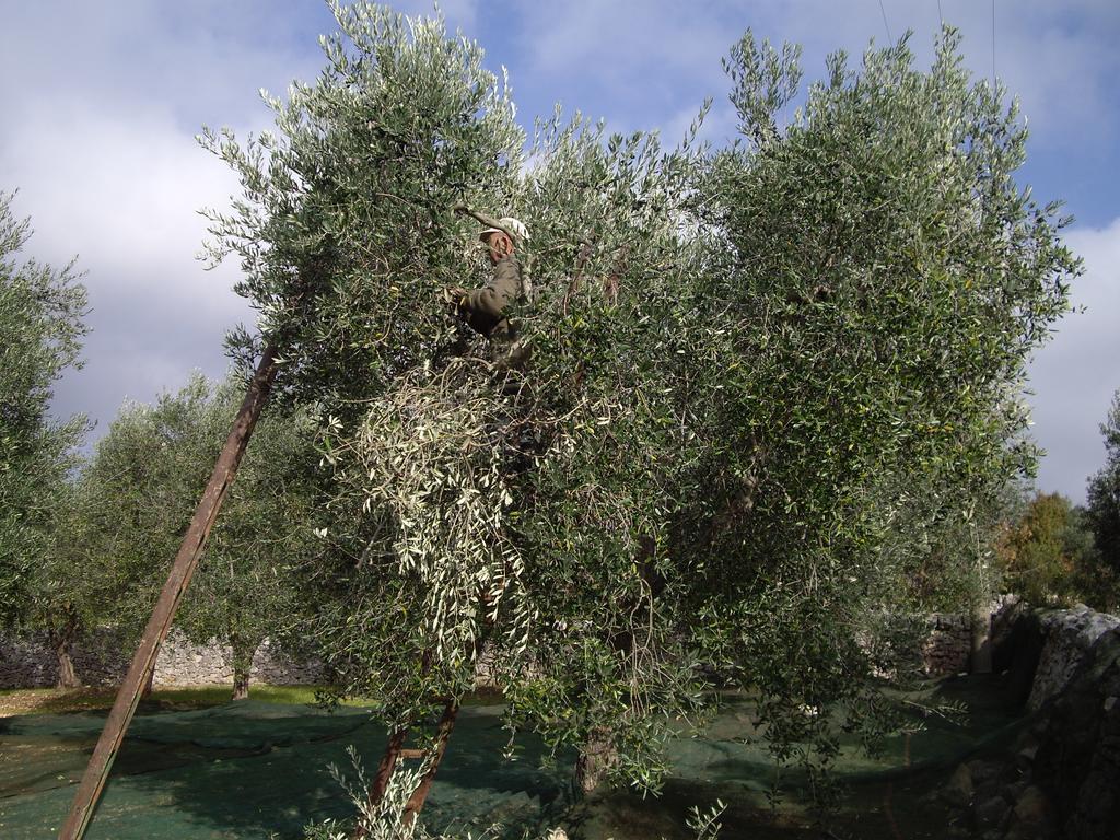 Trulli Convertini Локоротондо Екстериор снимка