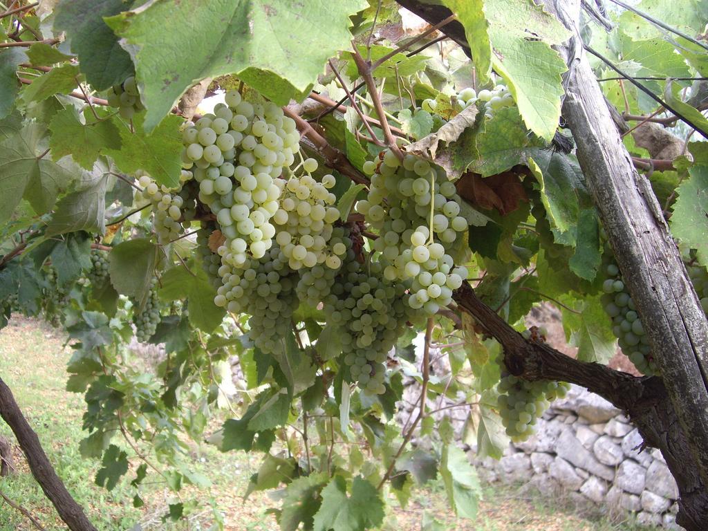 Trulli Convertini Локоротондо Екстериор снимка