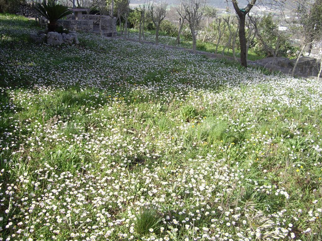 Trulli Convertini Локоротондо Стая снимка